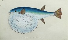 Antiker fischdruck sternkugelf gebraucht kaufen  Versand nach Germany