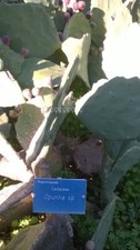 Semi opuntia sp usato  Trappeto