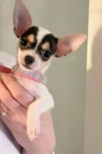 Luxus strasshalsband hundehals gebraucht kaufen  Wuppertal