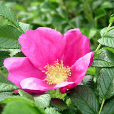 Rosa rugosa common for sale  UK