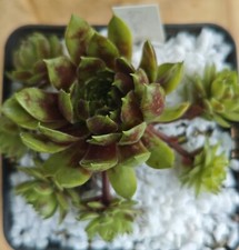 2xkindel sempervivum regensbur gebraucht kaufen  Traunstein