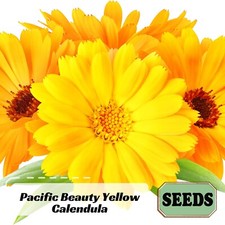 Pacific beauty yellow for sale  Temple City
