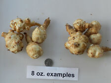 Jerusalem artichokes grown for sale  Lake Elmo