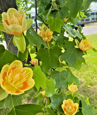 Set tulip poplar for sale  Center