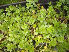 Plante verte sedum d'occasion  Sèvres