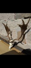 Damhirsch geweih gebraucht kaufen  Weitramsdorf