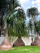 Ponytail palm tree for sale  Lincolnton