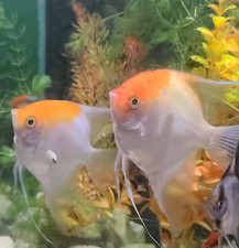 Koi angelfish yellow for sale  Glendale