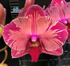 Taiwan rchidee phalaenopsis gebraucht kaufen  Seligenstadt