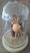 Curiosité taxidermie vie d'occasion  Montpellier-