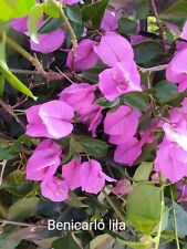 Bougainvillea benicarlo plant for sale  Shipping to Ireland