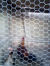 Gamefowl ganoi aseel for sale  Coolidge