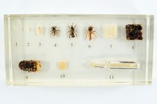 Insect life cycle for sale  Houston
