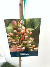 Pianta pistacchio femmina usato  Altamura