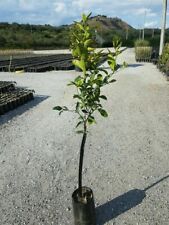 Pianta clementino fitocellula usato  Altamura
