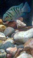Pack dwarf polar for sale  Elsinore