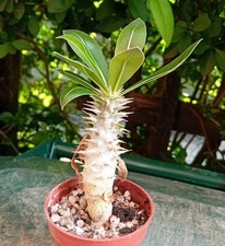 Pachypodium rosulatum. 6cm for sale  CHESTER