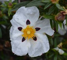 Cistus ladanifer  -  semillas comprar usado  Enviando para Brazil