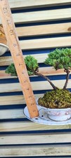 New zealand bonsai for sale  LIVERPOOL