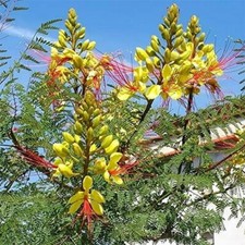 Yellow bird paradise for sale  Paulden