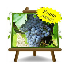 Vite moscato amburgo usato  Bettona