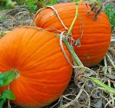 Pumpkin seeds planting for sale  Kennett Square