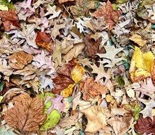 Gallons organic oak for sale  Charlotte