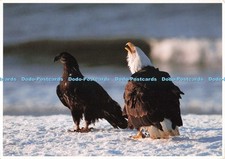D258223 bald eagle for sale  WARLINGHAM