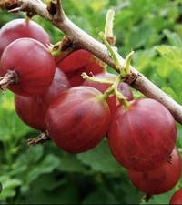 Gooseberry red garden for sale  SPALDING