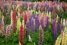 Russell lupine seeds for sale  Deltona