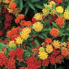 Asclepias tuberosa gay for sale  MARCH