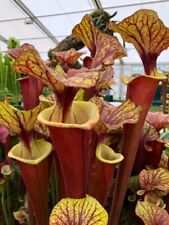 Sarracenia flava var for sale  PORTSMOUTH
