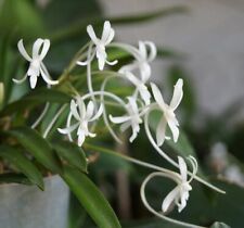 Orchid Orchidee Orquídea Neofinetia falcata, super fragrant miniature (22 L) na sprzedaż  PL