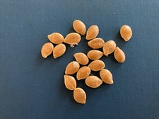 Zucca castagna gustosa usato  San Biagio di Callalta