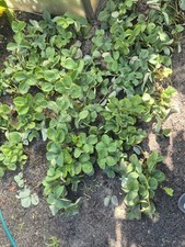 Erdbeerpflanzen xxl maxi gebraucht kaufen Erdbeerpflanzen xxl maxi gebraucht kaufen  Hohenstücken