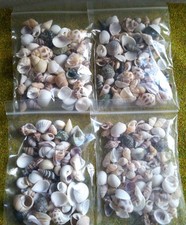 snail shells for sale snail shells for sale DEREHAM