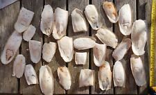 Broken cuttlefish bones for sale  STREET