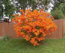 Orange azalea plant for sale  LONDON