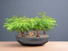 Norfolk island pine for sale  Freeport