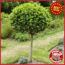 Evergreen sweet bay for sale  OXFORD