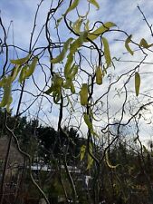 Salix contorta twisted for sale  SPALDING