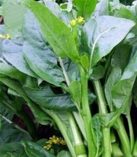 Organic Choy Soma Verde Oriental Chinês Vegetal 500 Melhores Sementes Yau Choi comprar usado  Enviando para Brazil