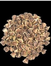 100 graines moringa d'occasion 100 graines moringa d'occasion  Ambérieu-en-Bugey