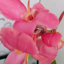 Canna jungpflanze mango gebraucht kaufen  Bückeburg