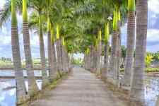 Seeds florida royal for sale  USA
