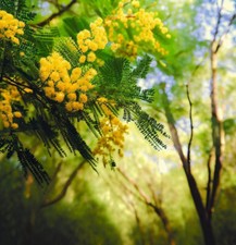 Acacia decurrens mollis for sale  Oakland Gardens