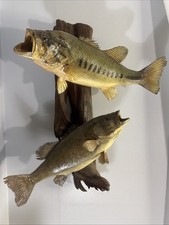 Two smallmouth bass for sale  Knoxville