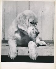 English setter 1950 d'occasion  Expédié en Belgium