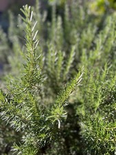 Organic rosemary herb for sale  San Jose