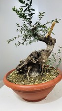 Pre bonsai olivastro usato  Reggello